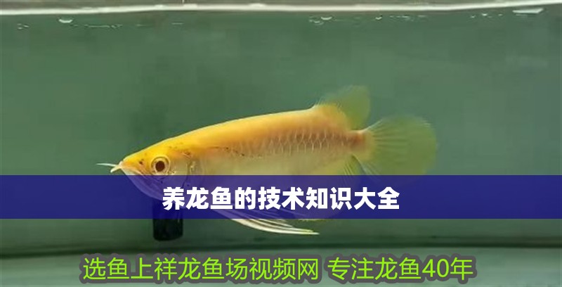 養(yǎng)龍魚的技術(shù)知識大全 龍魚百科 第4張 養(yǎng)龍魚的技術(shù)知識大全 養(yǎng)龍魚的技術(shù)知識大全 龍魚百科 第4張