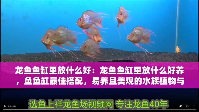 龍魚魚缸里放什么好：龍魚魚缸里放什么好養，魚魚缸最佳搭配，易養且美觀的水族植物與伙伴
