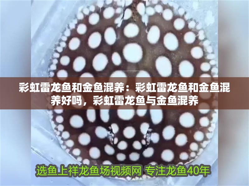 彩虹雷龍魚和金魚混養：彩虹雷龍魚和金魚混養好嗎，彩虹雷龍魚與金魚混養 彩虹雷龍魚和金魚混養：彩虹雷龍魚和金魚混養好嗎，彩虹雷龍魚與金魚混養 水族問答