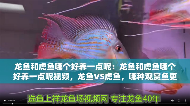 龍魚和虎魚哪個好養一點呢：龍魚和虎魚哪個好養一點呢視頻，龍魚VS虎魚，哪種觀賞魚更易養護？
