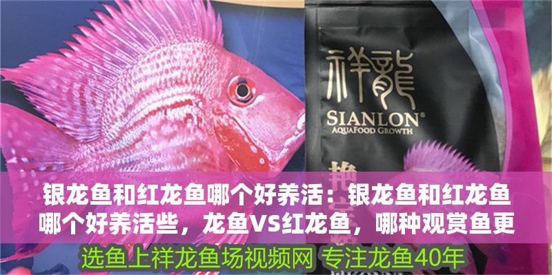 銀龍魚和紅龍魚哪個好養活：銀龍魚和紅龍魚哪個好養活些，龍魚VS紅龍魚，哪種觀賞魚更易養活？