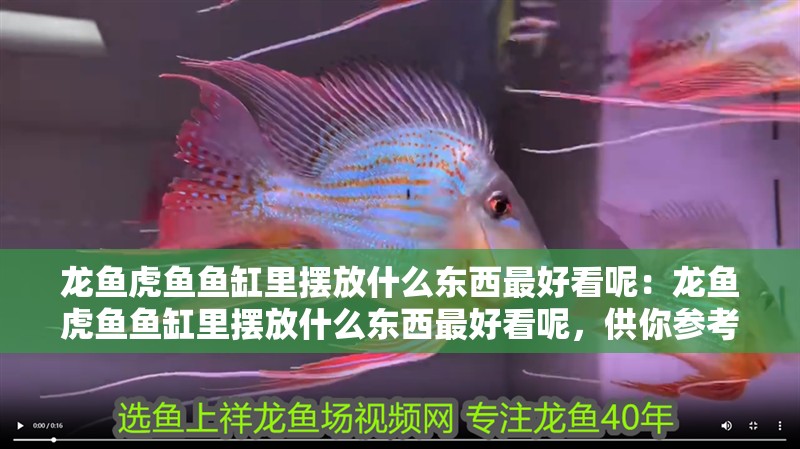 龍魚虎魚魚缸里擺放什么東西最好看呢：龍魚虎魚魚缸里擺放什么東西最好看呢，供你參考，突出核心問題且有一定吸引力，，龍魚虎魚混養缸，怎樣布置才最驚艷？，揭秘龍魚虎魚魚缸的最佳擺件搭配！，打造極致美感，龍魚虎魚魚缸該放啥好物
