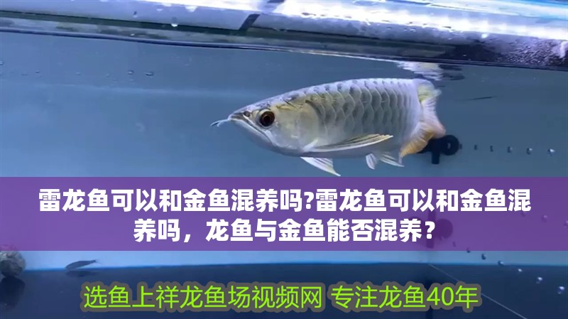 雷龍魚可以和金魚混養(yǎng)嗎?雷龍魚可以和金魚混養(yǎng)嗎，龍魚與金魚能否混養(yǎng)？