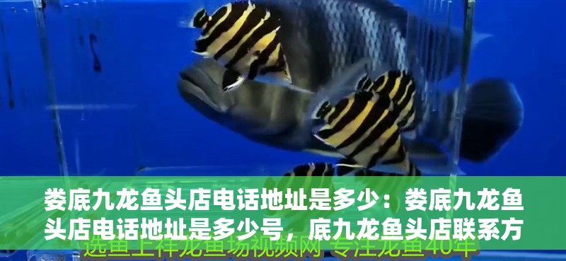 婁底九龍魚頭店電話地址是多少：婁底九龍魚頭店電話地址是多少號，底九龍魚頭店聯系方式查詢，電話