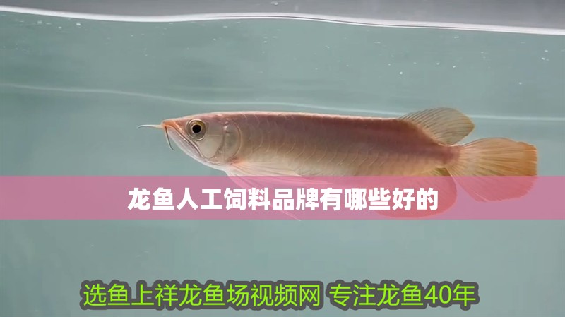 龍魚人工飼料品牌有哪些好的