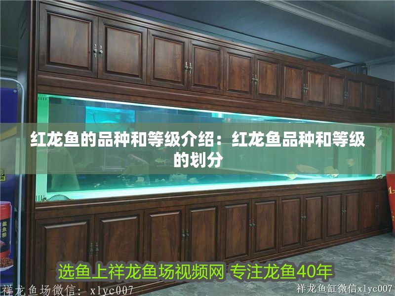 紅龍魚的品種和等級介紹：紅龍魚品種和等級的劃分