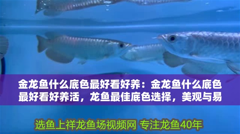 金龍魚什么底色最好看好養：金龍魚什么底色最好看好養活，龍魚最佳底色選擇，美觀與易養兼備指南 金龍魚什么底色最好看好養：金龍魚什么底色最好看好養活，龍魚最佳底色選擇，美觀與易養兼備指南 水族問答