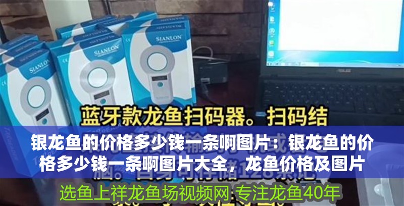 銀龍魚的價格多少錢一條啊圖片：銀龍魚的價格多少錢一條啊圖片大全，龍魚價格及圖片
