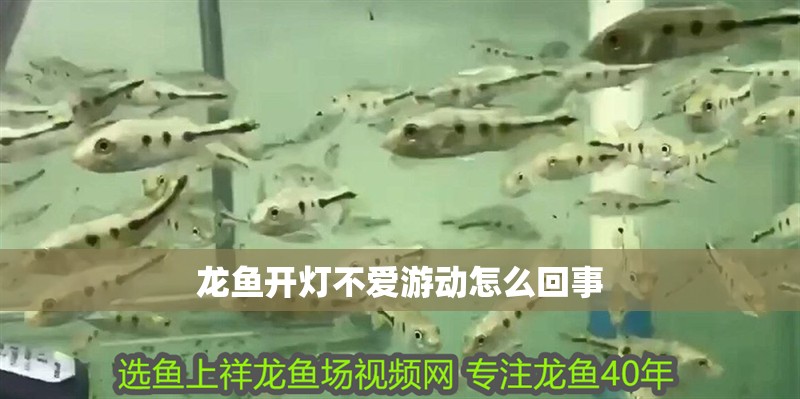 龍魚(yú)開(kāi)燈不愛(ài)游動(dòng)怎么回事 龍魚(yú)開(kāi)燈不愛(ài)游動(dòng)怎么回事 龍魚(yú)百科 第2張