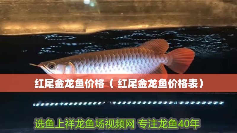紅尾金龍魚價格（ 紅尾金龍魚價格表）