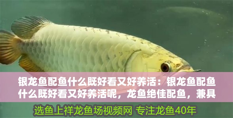 銀龍魚配魚什么既好看又好養(yǎng)活：銀龍魚配魚什么既好看又好養(yǎng)活呢，龍魚絕佳配魚，兼具觀賞性與易養(yǎng)性的