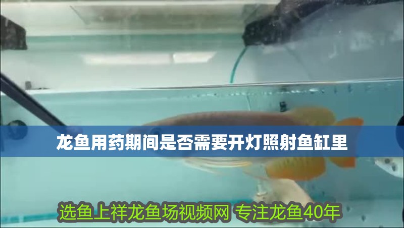 龍魚用藥期間是否需要開燈照射魚缸里