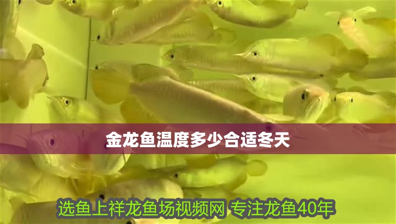 金龍魚溫度多少合適冬天