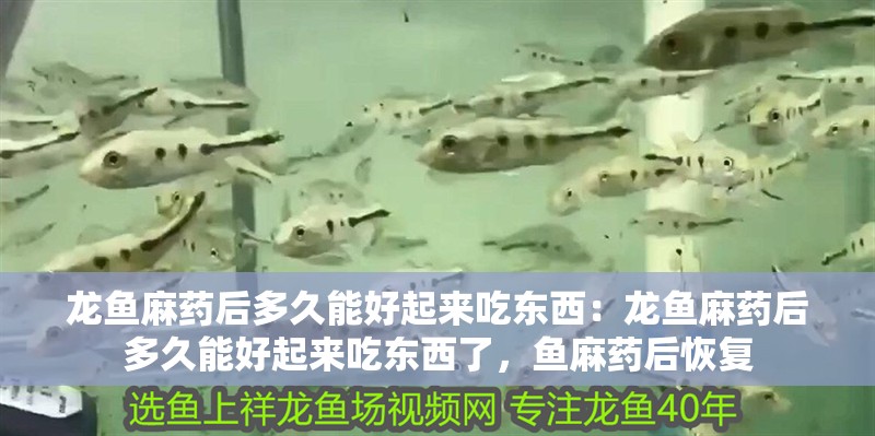 龍魚麻藥后多久能好起來吃東西：龍魚麻藥后多久能好起來吃東西了，魚麻藥后恢復