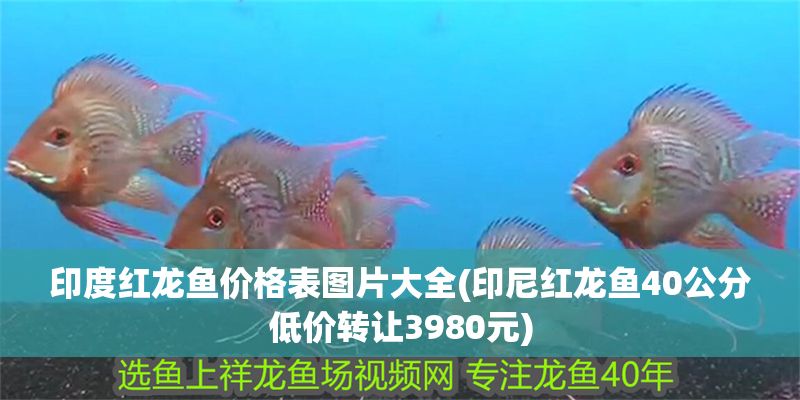 印度紅龍魚價格表圖片大全(印尼紅龍魚40公分低價轉讓3980元)