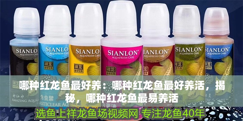 哪種紅龍魚最好養：哪種紅龍魚最好養活，揭秘，哪種紅龍魚最易養活