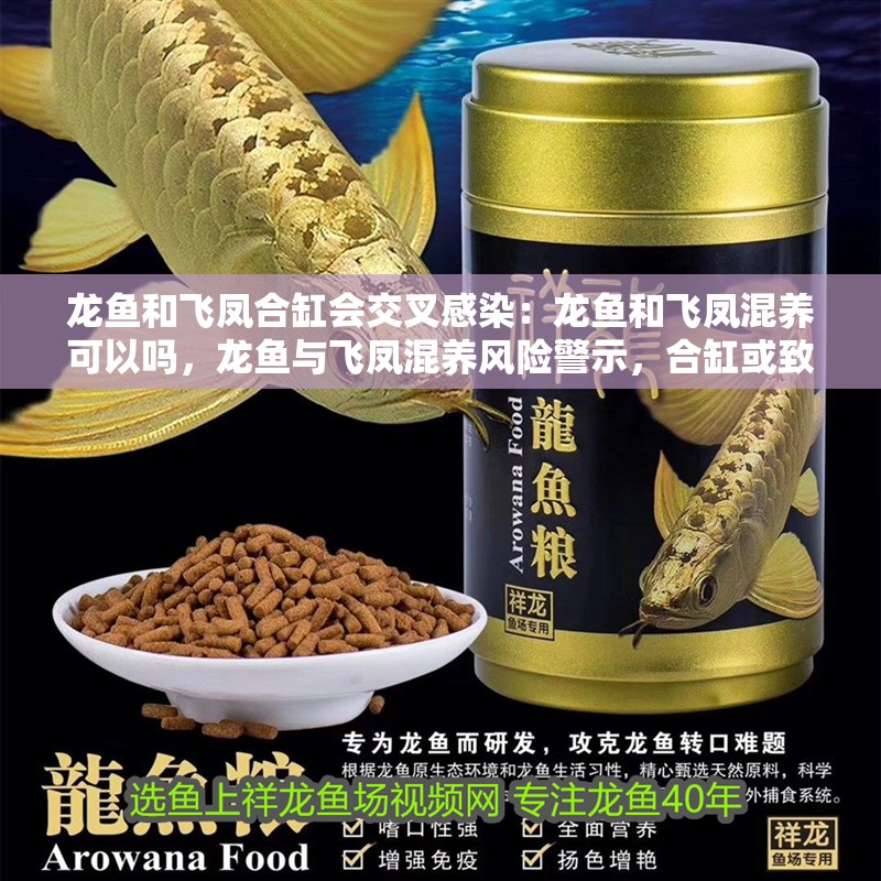 龍魚和飛鳳合缸會交叉感染：龍魚和飛鳳混養可以嗎，龍魚與飛鳳混養風險警示，合缸或致