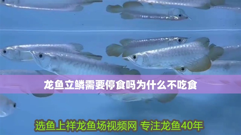 龍魚立鱗需要停食嗎為什么不吃食