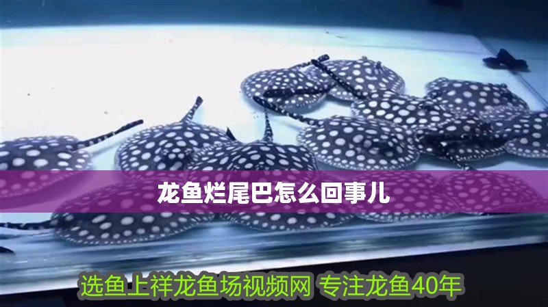 龍魚爛尾巴怎么回事兒