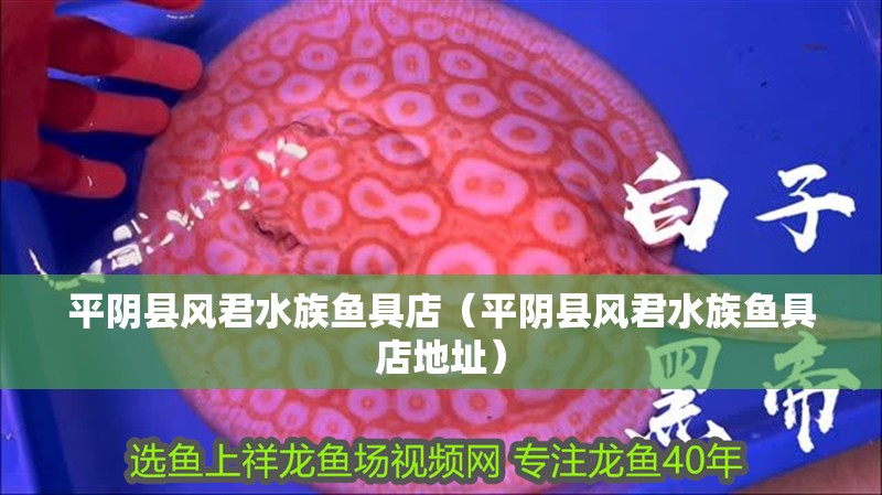 平陰縣風君水族魚具店(平陰縣風君水族魚具店地址) 全國水族館企業名錄 第2張 平陰縣風君水族魚具店(平陰縣風君水族魚具店地址) 平陰縣風君水族魚具店(平陰縣風君水族魚具店地址) 全國水族館企業名錄 第2張