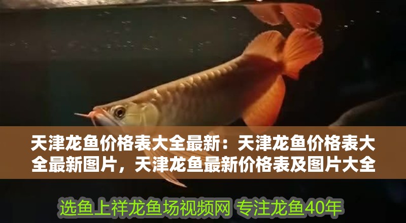 天津龍魚價(jià)格表大全最新：天津龍魚價(jià)格表大全最新圖片，天津龍魚最新價(jià)格表及圖片大全