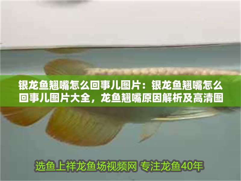 銀龍魚翹嘴怎么回事兒圖片：銀龍魚翹嘴怎么回事兒圖片大全，龍魚翹嘴原因解析及高清圖片