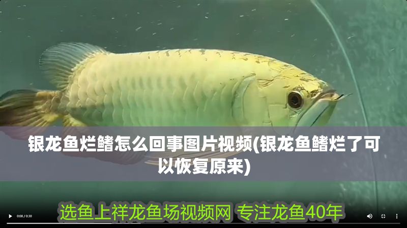 銀龍魚爛鰭怎么回事圖片視頻(銀龍魚鰭爛了可以恢復原來)
