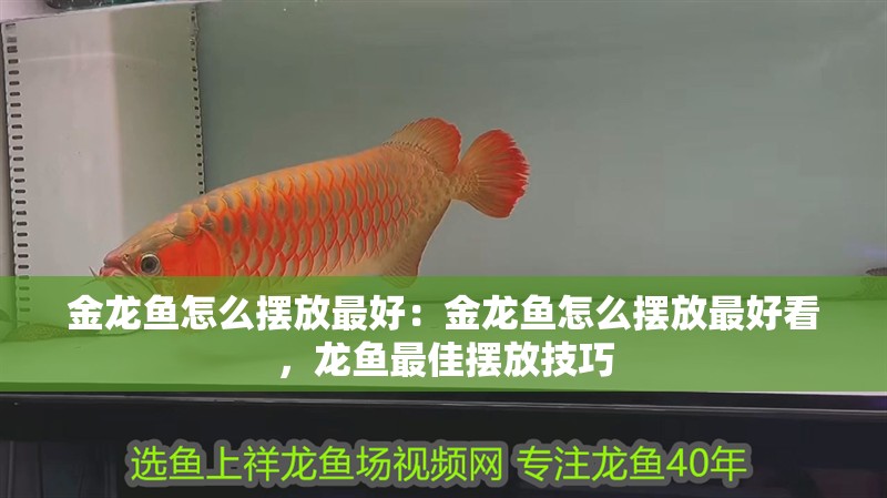 金龍魚怎么擺放最好：金龍魚怎么擺放最好看，龍魚最佳擺放技巧