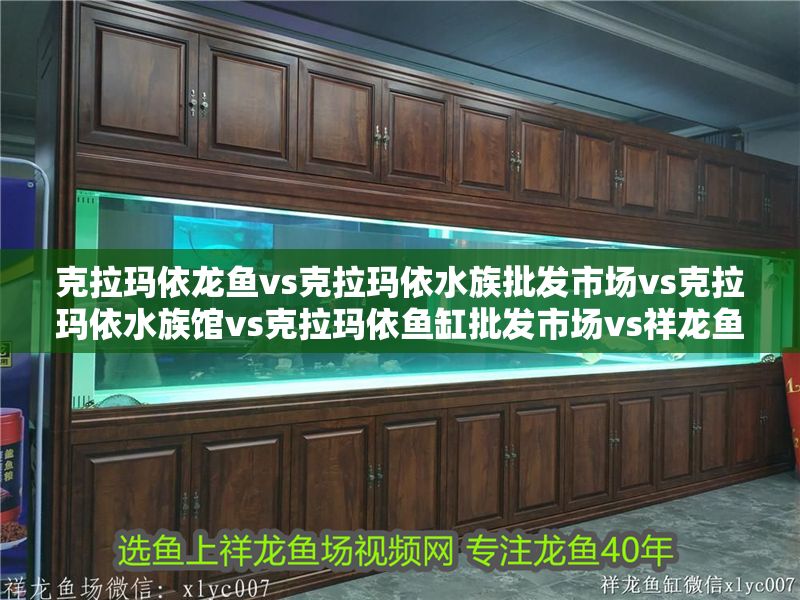 克拉瑪依龍魚vs克拉瑪依水族批發市場vs克拉瑪依水族館vs克拉瑪依魚缸批發市場vs祥龍魚場：克拉瑪依水族批發市場