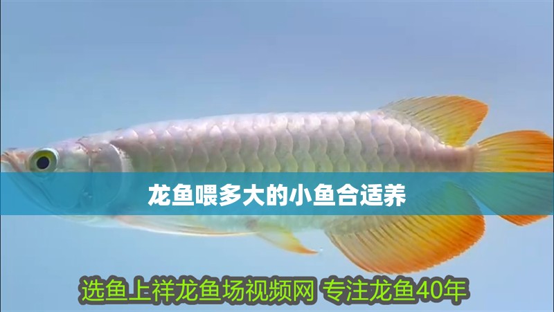 龍魚喂多大的小魚合適養