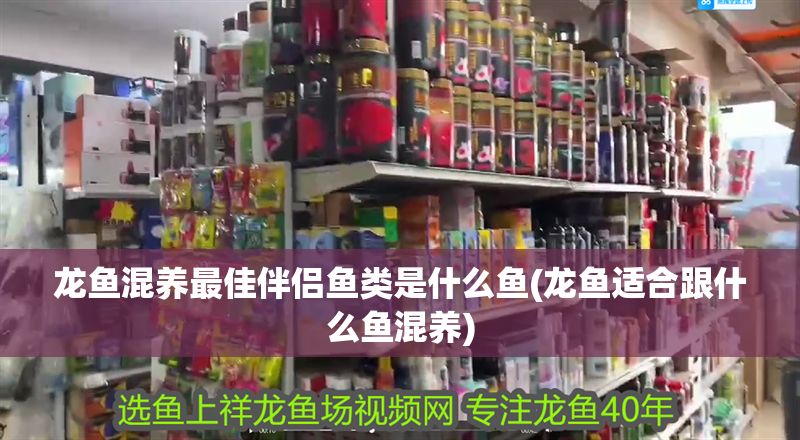 龍魚混養最佳伴侶魚類是什么魚(龍魚適合跟什么魚混養) 龍魚混養最佳伴侶魚類是什么魚(龍魚適合跟什么魚混養) 黃金貓魚百科 第1張