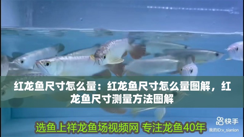 紅龍魚尺寸怎么量:紅龍魚尺寸怎么量圖解,紅龍魚尺寸測量方法圖解 水族問答 紅龍魚尺寸怎么量:紅龍魚尺寸怎么量圖解,紅龍魚尺寸測量方法圖解 紅龍魚尺寸怎么量:紅龍魚尺寸怎么量圖解,紅龍魚尺寸測量方法圖解 水族問答