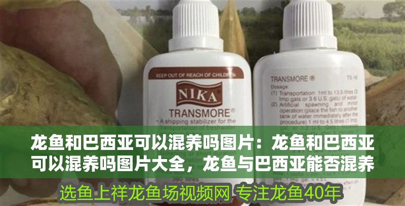 龍魚和巴西亞可以混養嗎圖片：龍魚和巴西亞可以混養嗎圖片大全，龍魚與巴西亞能否混養？高清圖片全解析