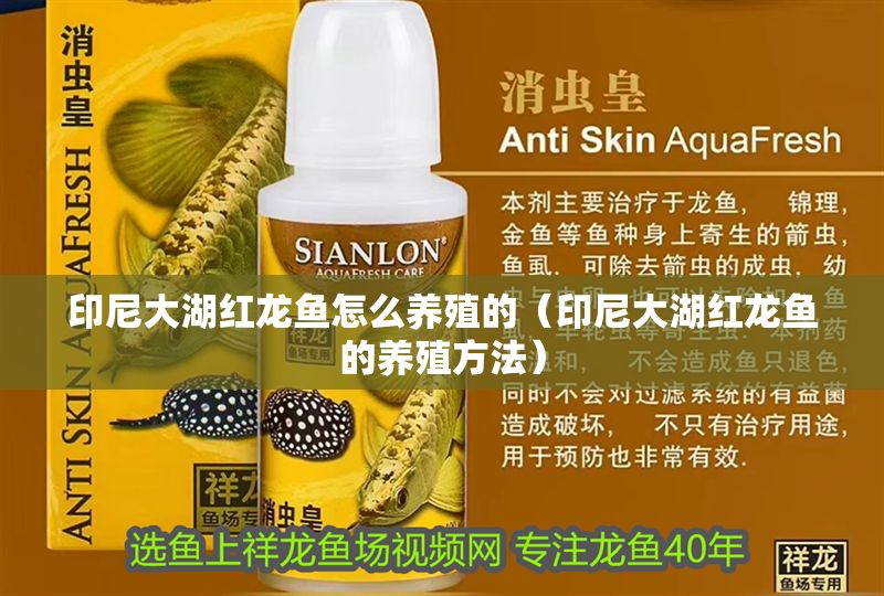 印尼大湖紅龍魚怎么養殖的（印尼大湖紅龍魚的養殖方法）