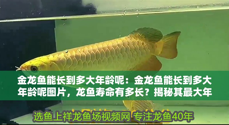 金龍魚能長到多大年齡呢：金龍魚能長到多大年齡呢圖片，龍魚壽命有多長？揭秘其最大年齡與成長圖片解析
