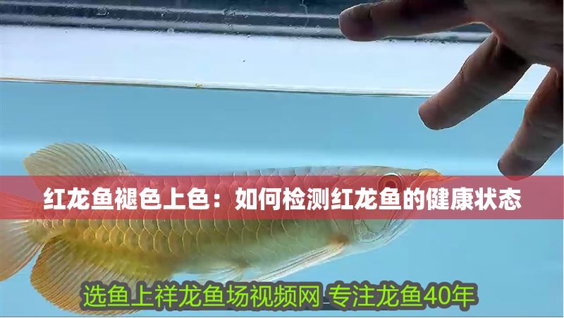 紅龍魚褪色上色：如何檢測紅龍魚的健康狀態(tài)