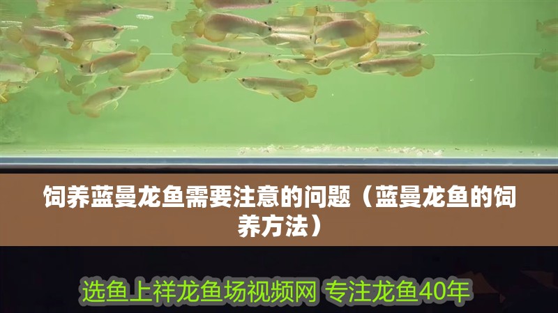飼養藍曼龍魚需要注意的問題（藍曼龍魚的飼養方法）