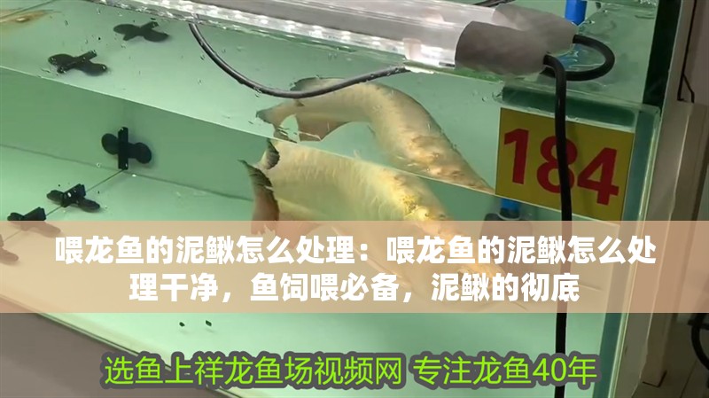 喂龍魚的泥鰍怎么處理:喂龍魚的泥鰍怎么處理干凈,魚飼喂必備,泥鰍的徹底 水族問答 喂龍魚的泥鰍怎么處理:喂龍魚的泥鰍怎么處理干凈,魚飼喂必備,泥鰍的徹底 喂龍魚的泥鰍怎么處理:喂龍魚的泥鰍怎么處理干凈,魚飼喂必備,泥鰍的徹底 水族問答