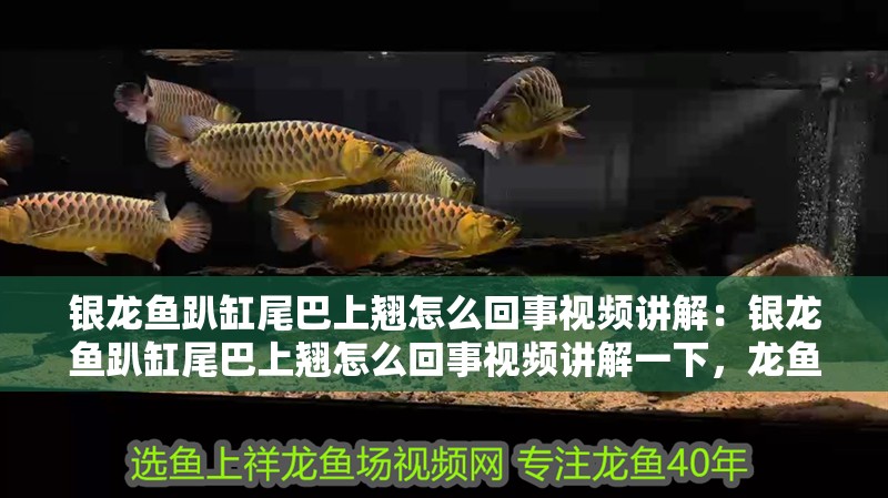 銀龍魚趴缸尾巴上翹怎么回事視頻講解：銀龍魚趴缸尾巴上翹怎么回事視頻講解一下，龍魚趴缸且尾巴上翹原因