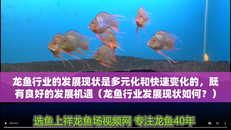 龍魚行業(yè)的發(fā)展現(xiàn)狀是多元化和快速變化的，既有良好的發(fā)展機(jī)遇（龍魚行業(yè)發(fā)展現(xiàn)狀如何？）