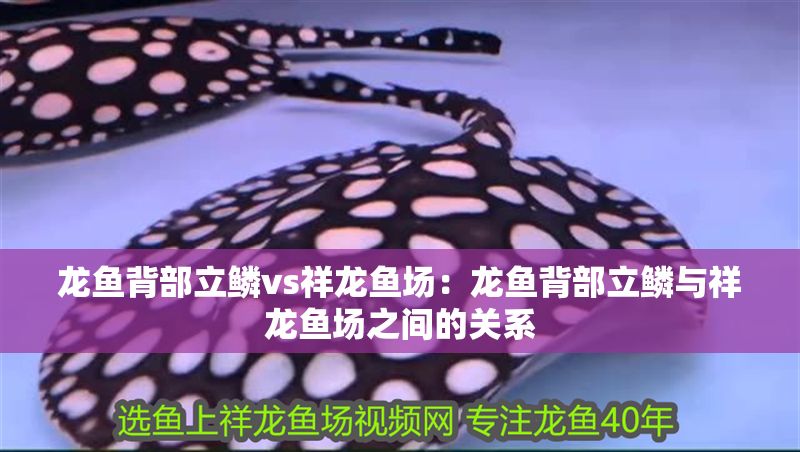 龍魚背部立鱗vs祥龍魚場：龍魚背部立鱗與祥龍魚場之間的關(guān)系