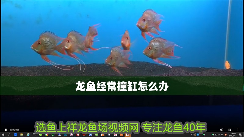 龍魚經(jīng)常撞缸怎么辦