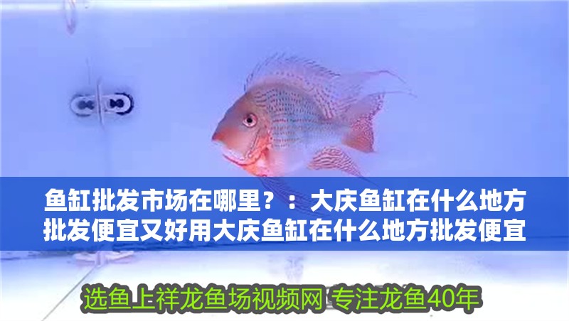 魚缸批發(fā)市場在哪里？：大慶魚缸在什么地方批發(fā)便宜又好用大慶魚缸在什么地方批發(fā)便宜又好用