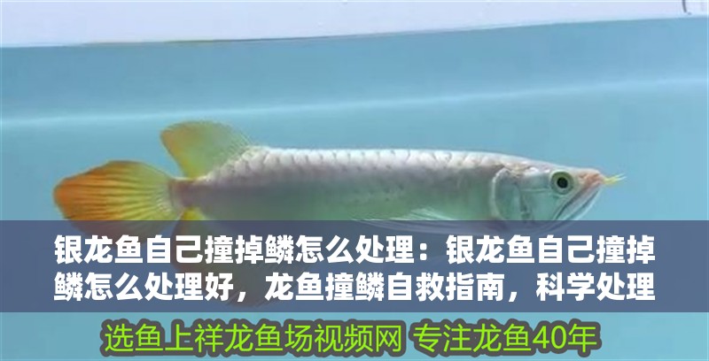 銀龍魚自己撞掉鱗怎么處理：銀龍魚自己撞掉鱗怎么處理好，龍魚撞鱗自救指南，科學處理 銀龍魚自己撞掉鱗怎么處理：銀龍魚自己撞掉鱗怎么處理好，龍魚撞鱗自救指南，科學處理 水族問答