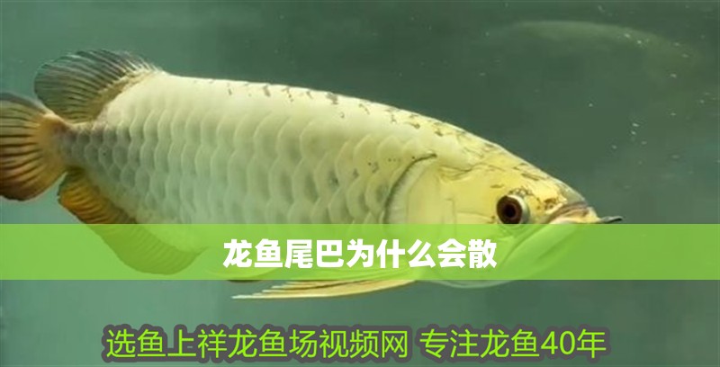 龍魚尾巴為什么會散