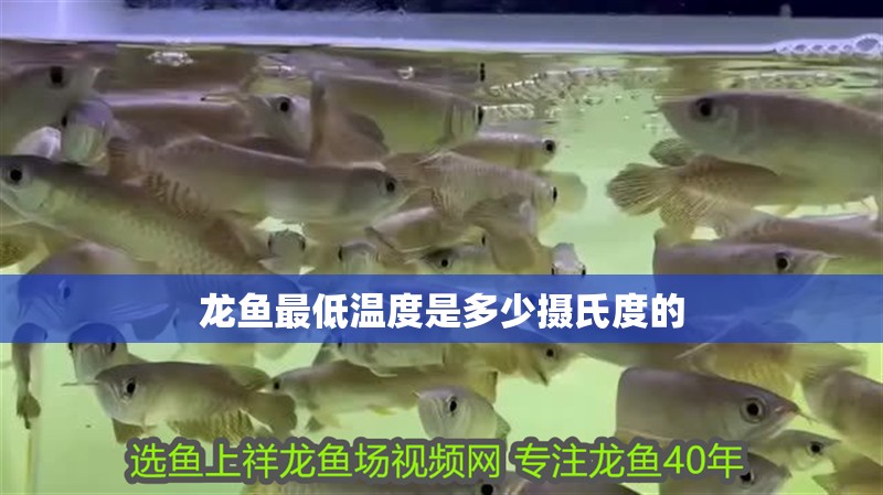龍魚最低溫度是多少攝氏度的 龍魚最低溫度是多少攝氏度的 龍魚百科 第4張
