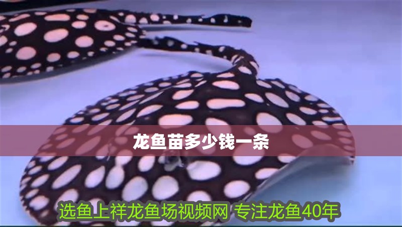 龍魚苗多少錢一條 龍魚苗多少錢一條 龍魚百科 第2張