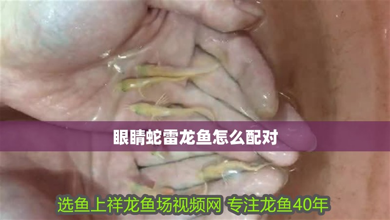 眼睛蛇雷龍魚怎么配對 眼睛蛇雷龍魚怎么配對 龍魚百科 第4張
