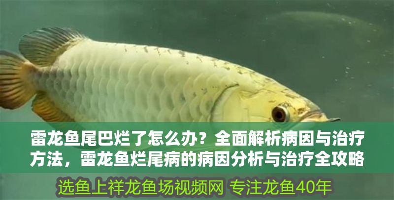 雷龍魚尾巴爛了怎么辦？全面解析病因與治療方法，雷龍魚爛尾病的病因分析與治療全攻略