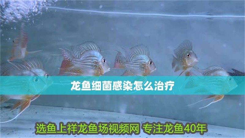 龍魚細菌感染怎么治療